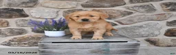 Golden Retriever dogs for sale: Mae  - Ad 1