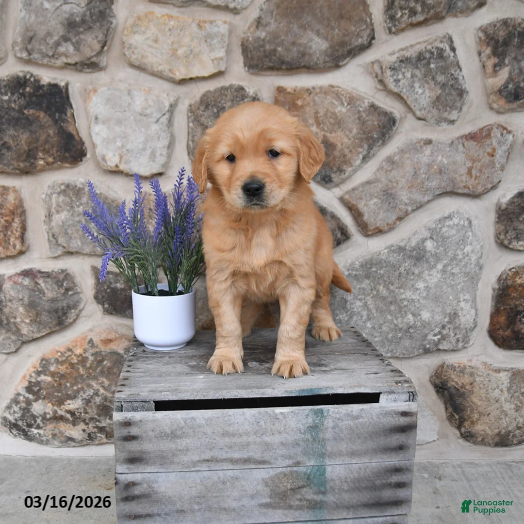 Golden Retriever dogs for sale: Mae  - Ad 1