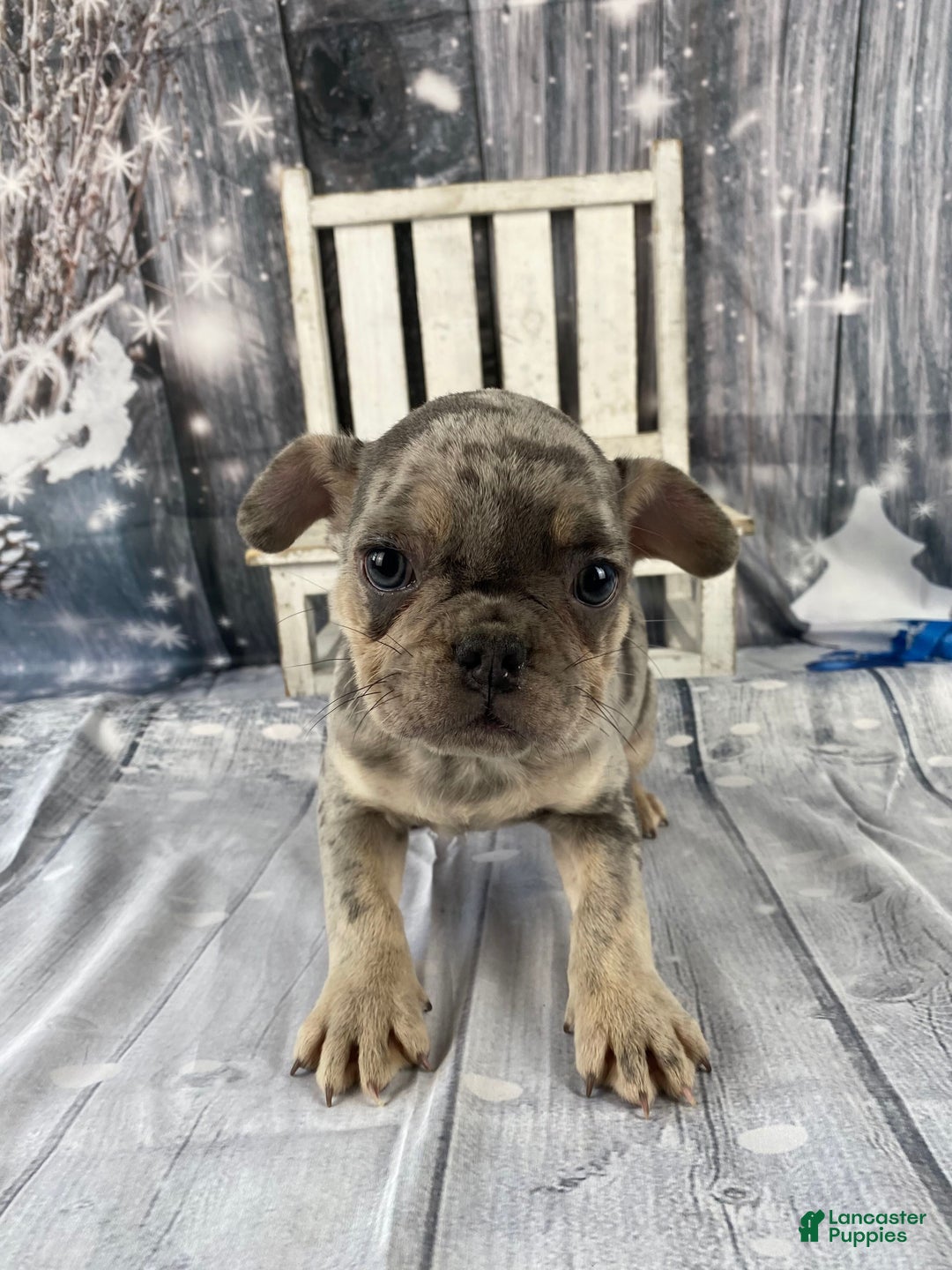 Mixed Breed dogs for sale: Buddy - Ad 3