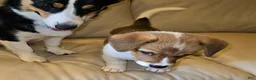 Mixed Breed dogs for sale: Orpheus - Ad 57