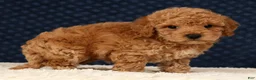 Bichpoo dogs for sale: Garrett - Ad 3
