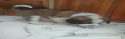Saint Bernard dogs for sale: Saint Bernard Puppy 4 - Ad 5