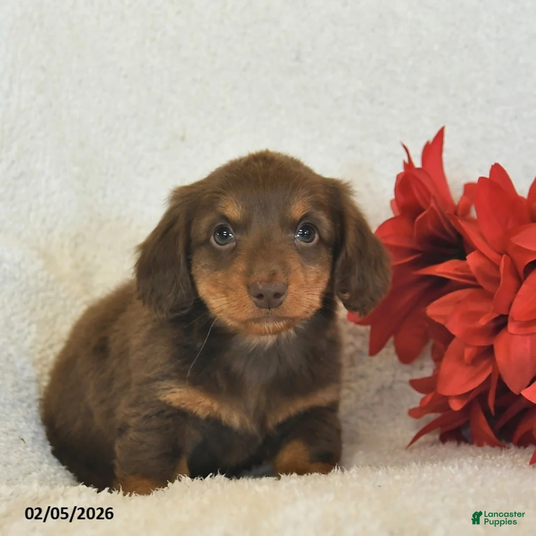 Miniature Dachshund dogs for sale: Ollie  - Ad 3