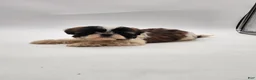 Shih Tzu dogs for sale: Shih Tzu Puppy 2 - Ad 4
