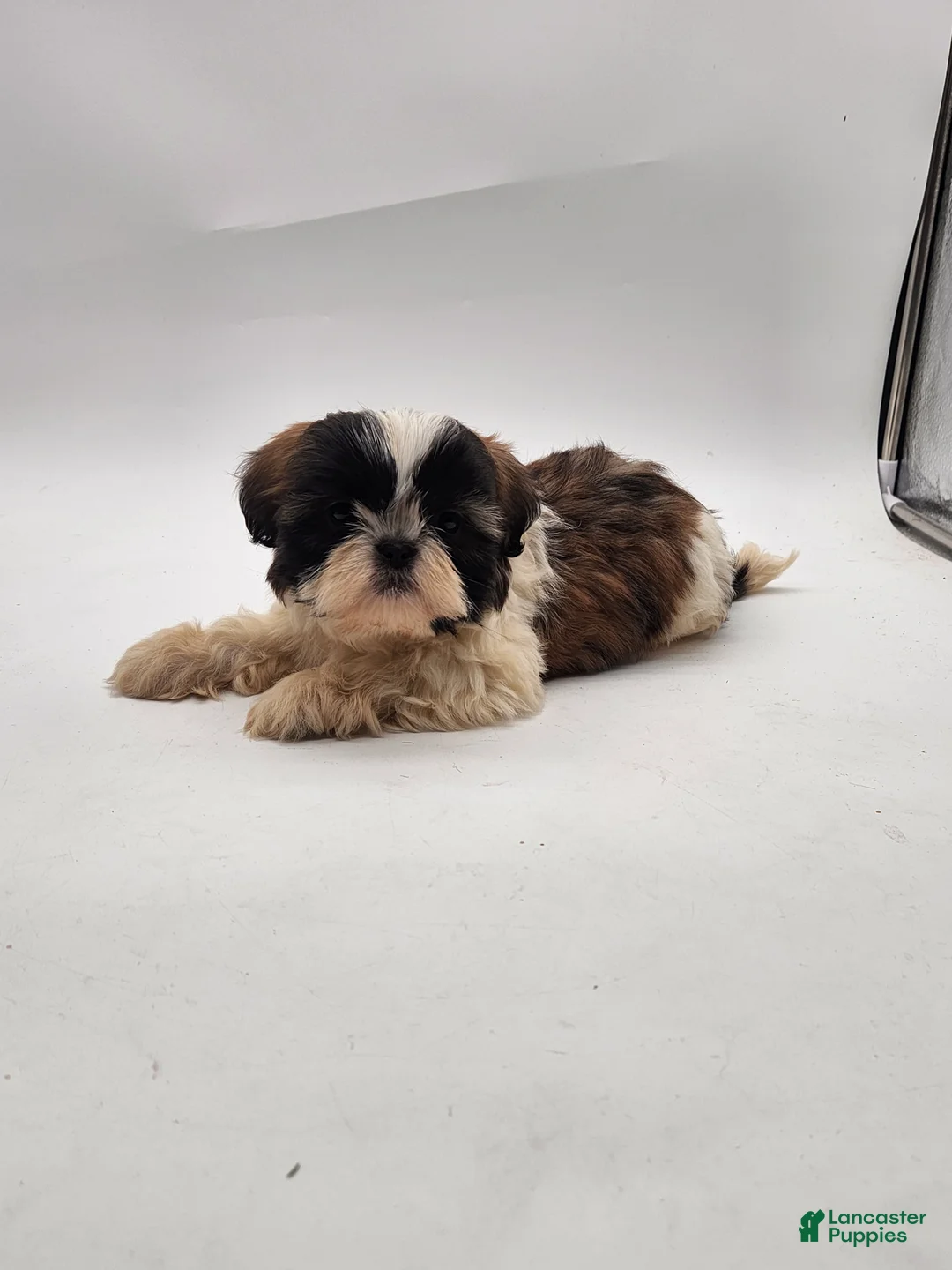 Shih Tzu dogs for sale: Shih Tzu Puppy 2 - Ad 4