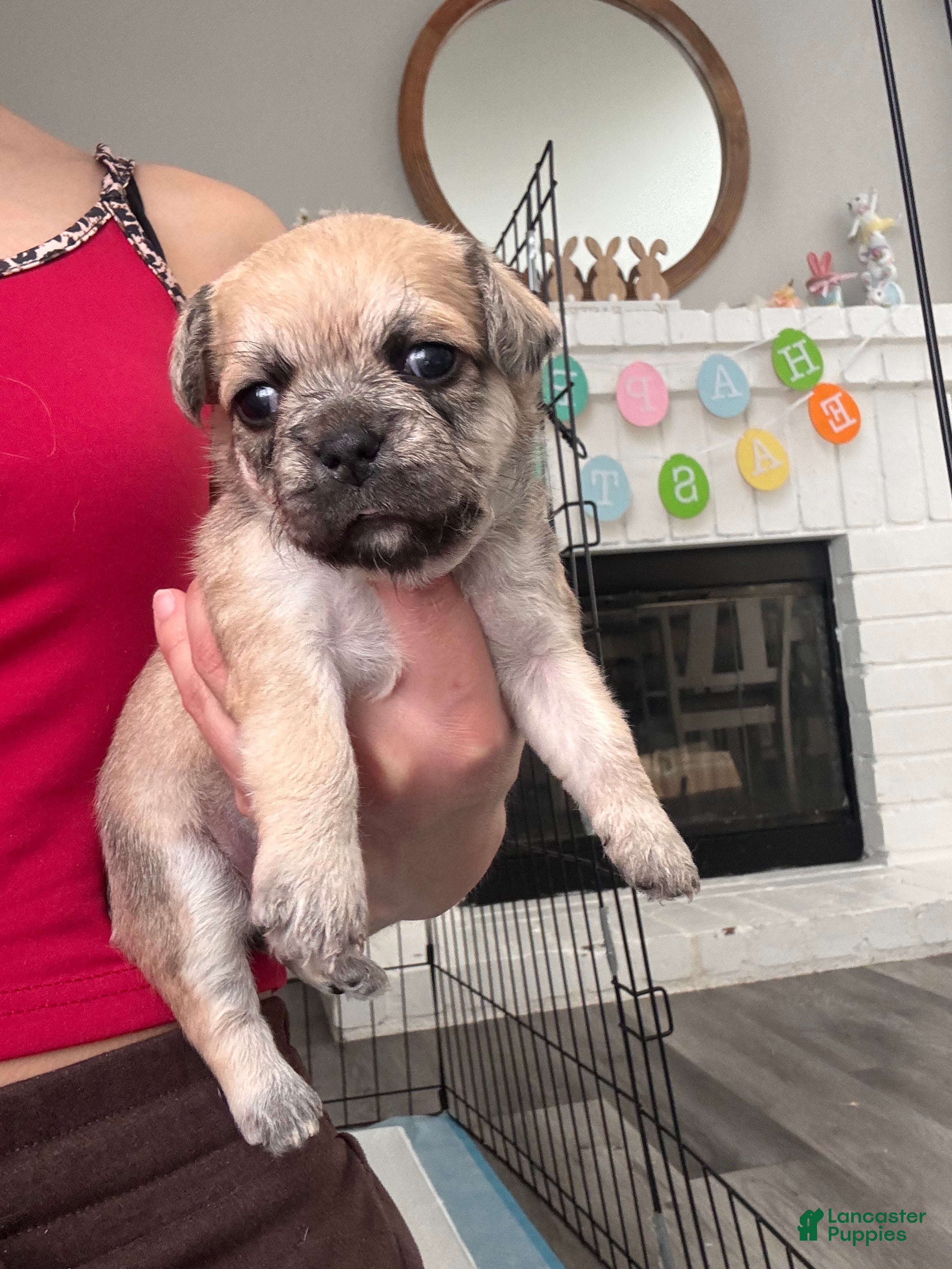 Mixed Breed dogs Mixed Breed Puppy 7 - Ad 40