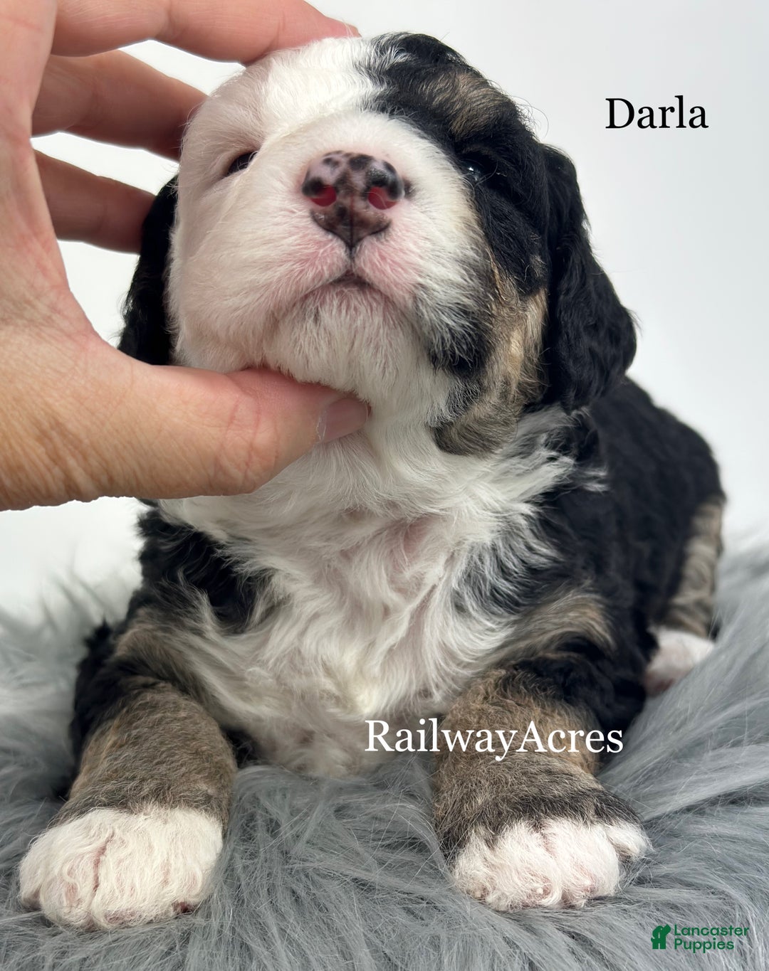Mini Bernedoodle dogs for sale: Darla - Ad 3