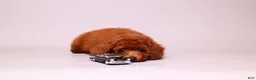 Toy Poodle dogs for sale: Onyx mahogany red mini - Ad 3