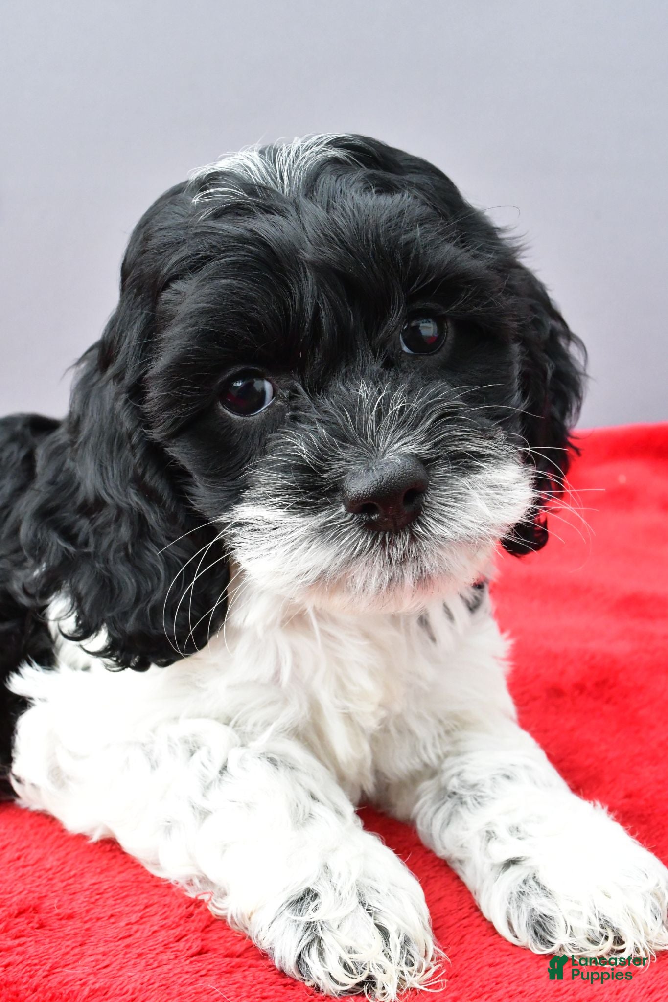Cockapoo dogs Stella - Ad 2