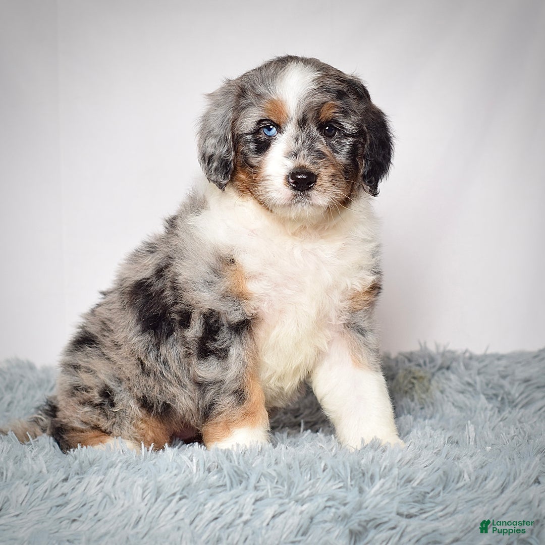 Bernedoodle dogs for sale: Ms. Maisie - Ad 1