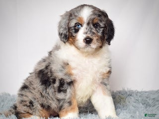 Bernedoodle dogs Ms. Maisie - Ad 7