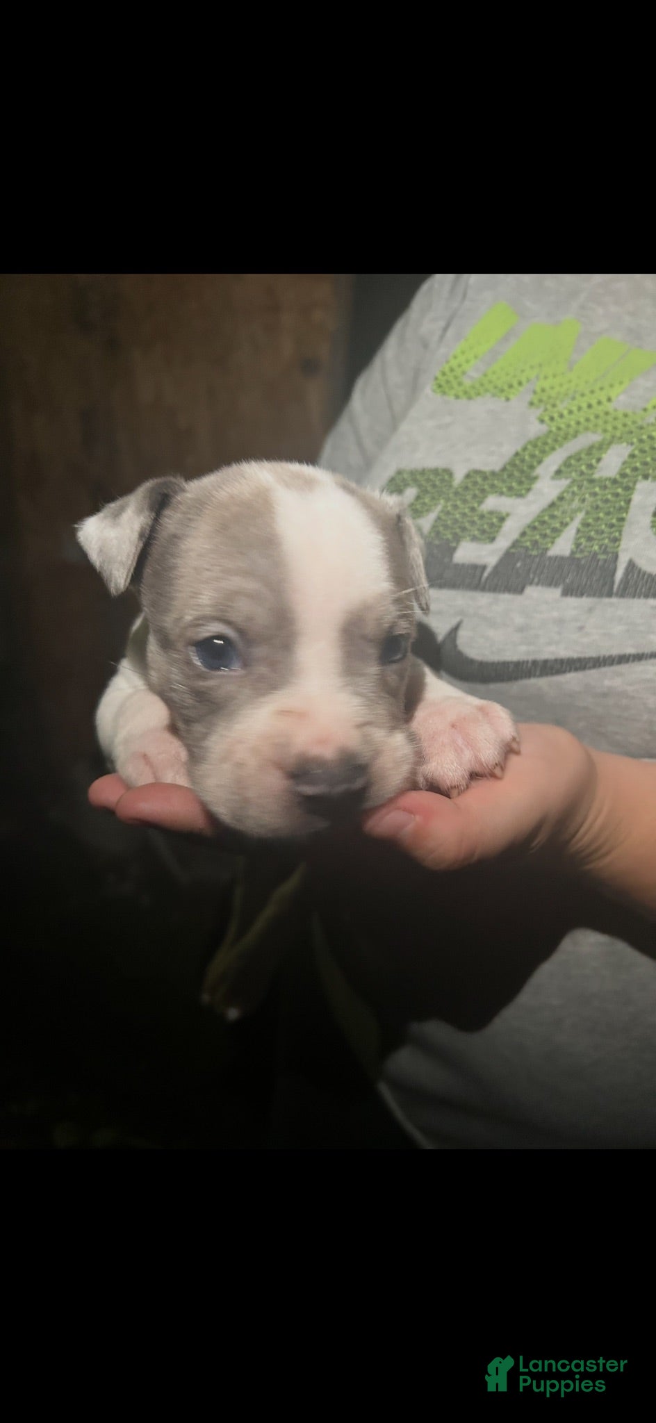 American Bully dogs American Bully 2 - Ad 21