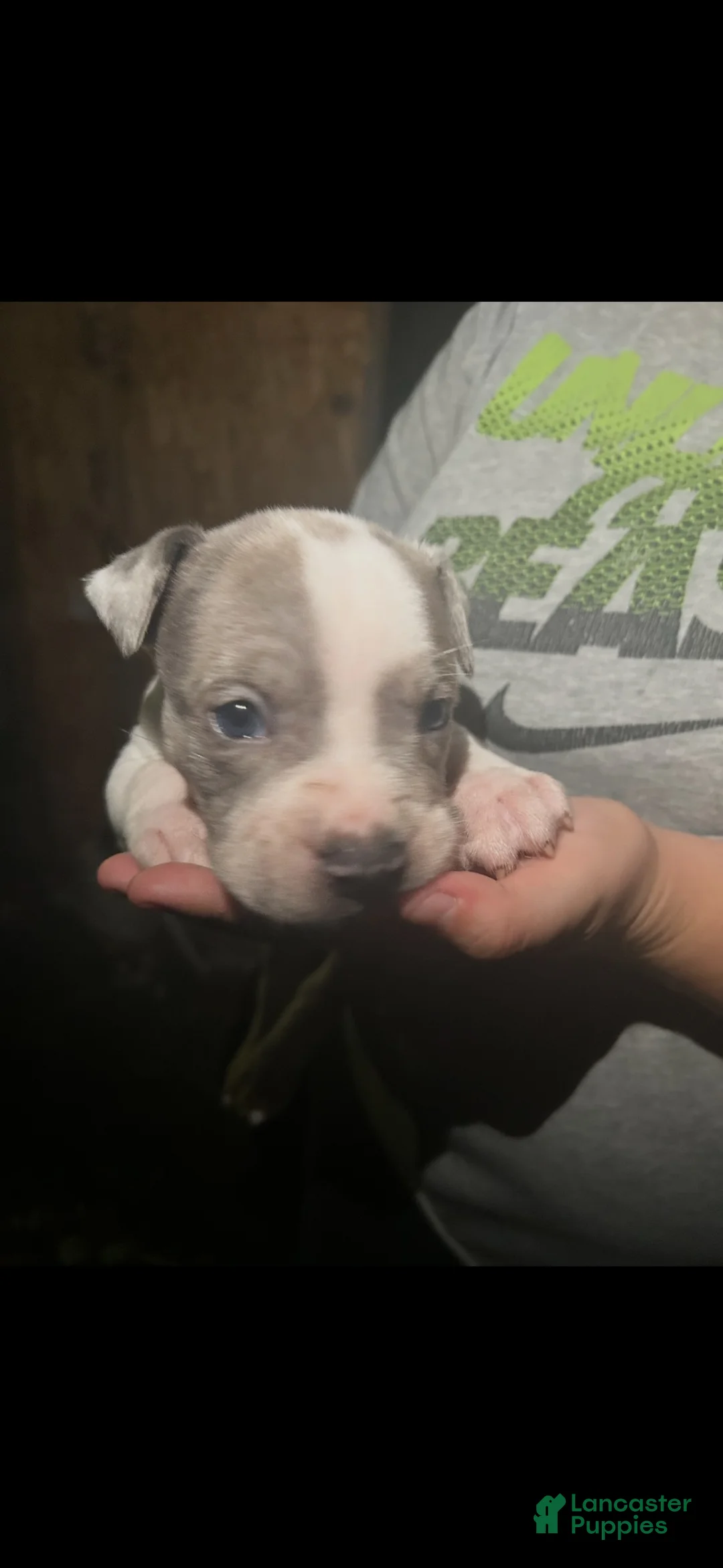 American Bully dogs for sale: American Bully 2 - Ad 1