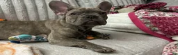 French Bulldog dogs for sale: Sadie bu - Ad 6