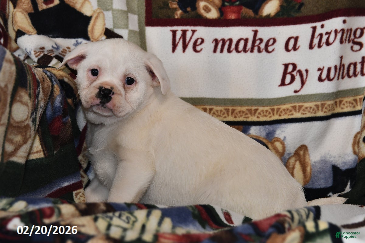 Mixed Breed dogs Jenny - Ad 2