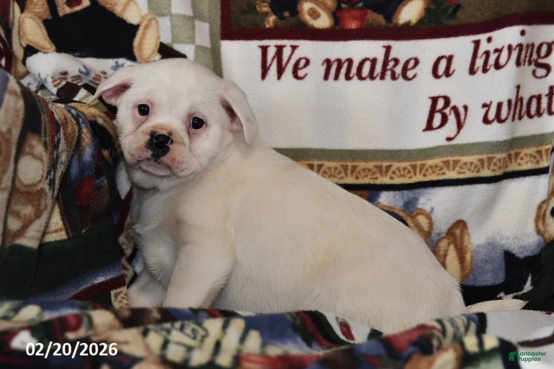 Mixed Breed dogs for sale: Jenny - Ad 2