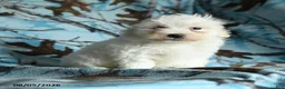 Maltese dogs for sale: Icon - Ad 4