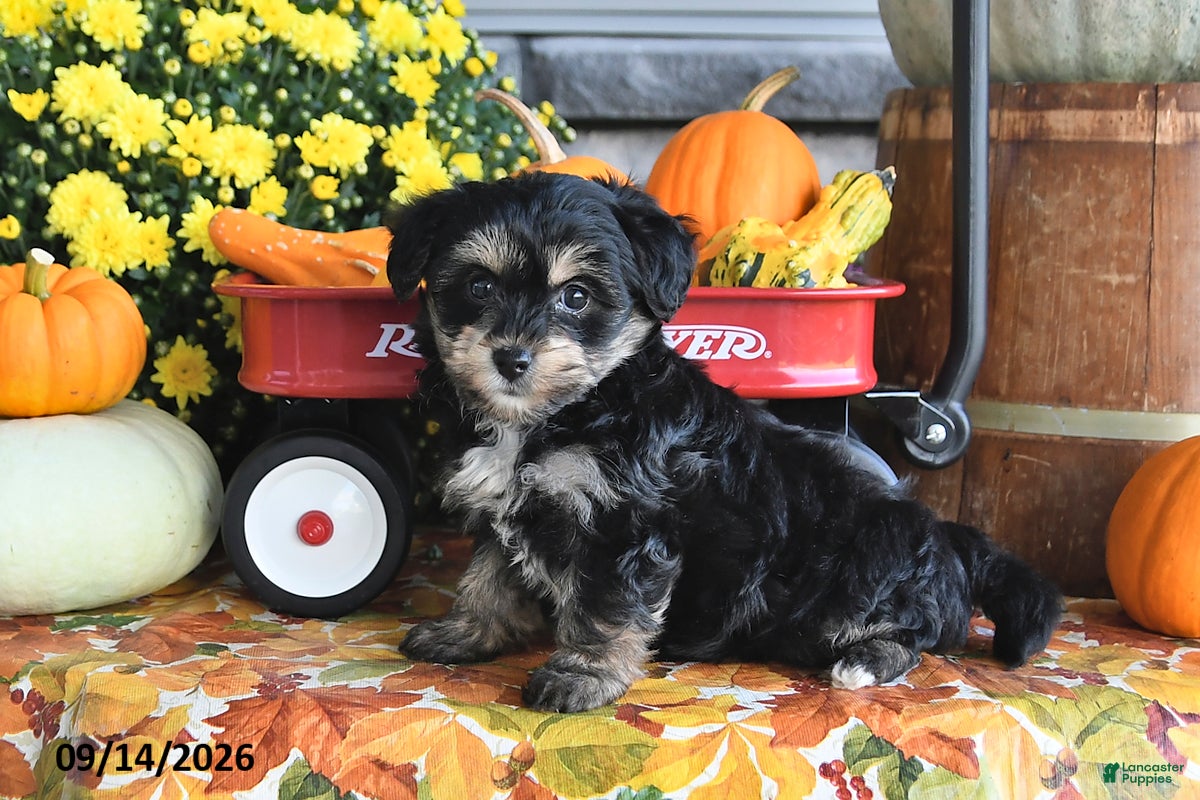 Yorkiepoo dogs Ashley - Ad 2