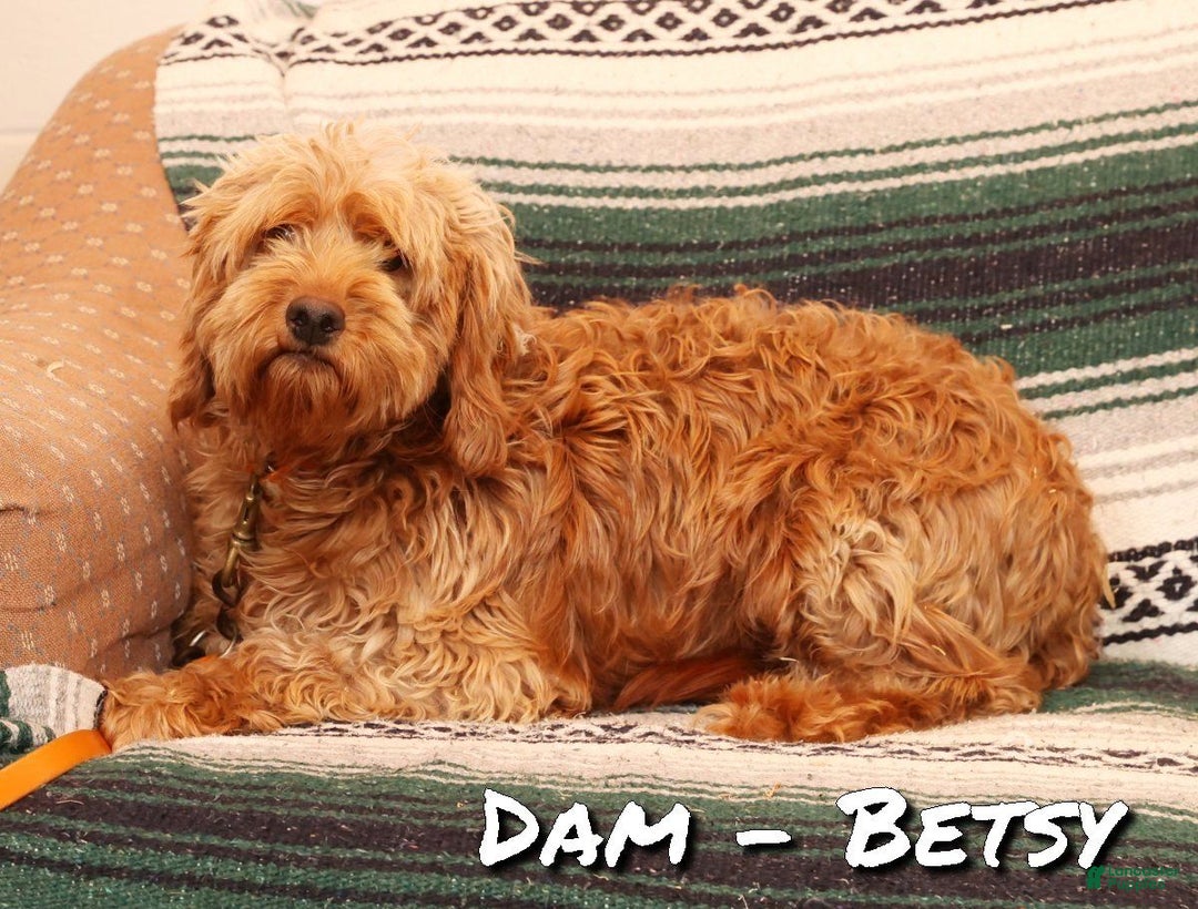 Mini Goldendoodle dogs for sale: Josie - Ad 11