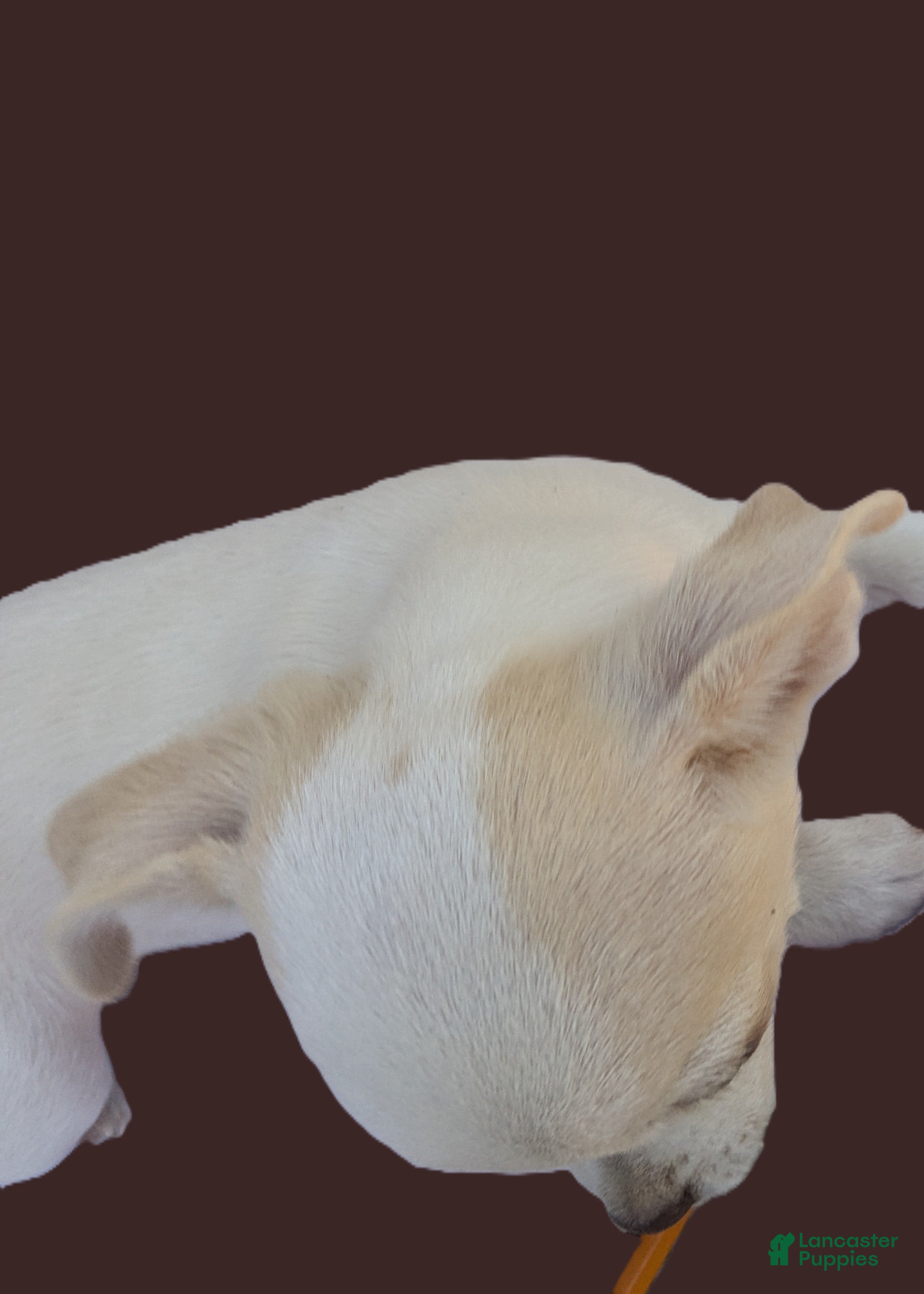 Chihuahua dogs Snow White Full AKC SC - Ad 1