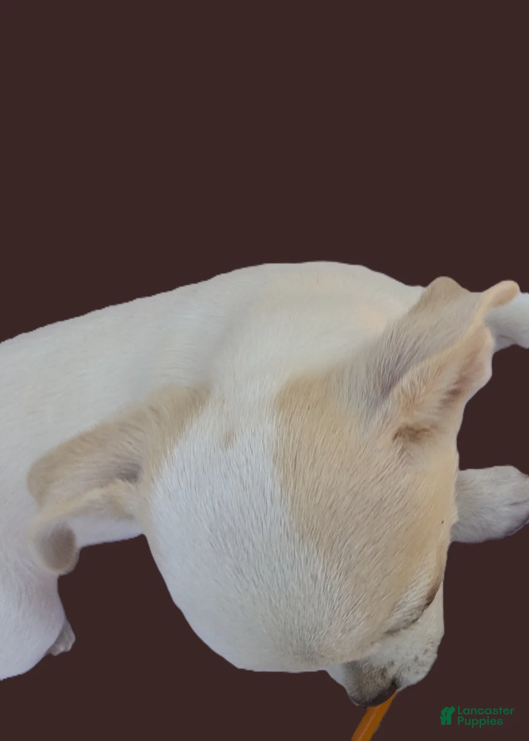 Chihuahua dogs for sale: Snow White Full AKC SC - Ad 6