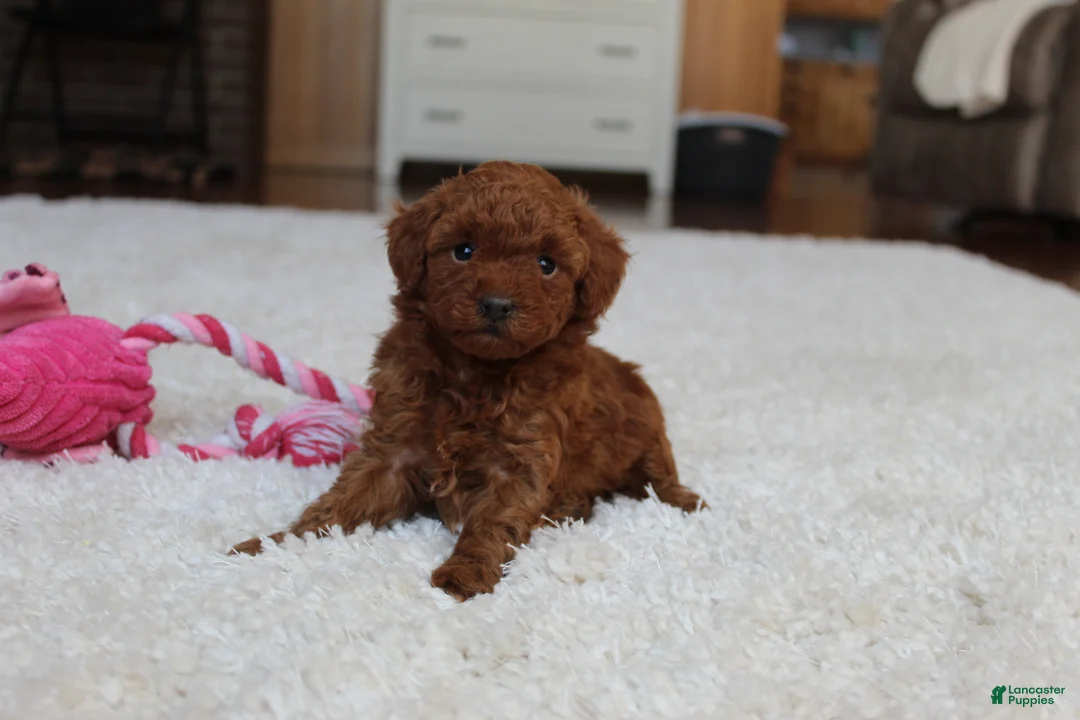 Toy Poodle dogs for sale: Melody - Ad 10