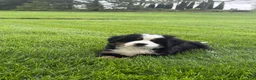 Bernese Mountain Dog dogs for sale: Tulip - Ad 9