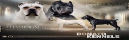 Cane Corso dogs for sale: Cane Corso 1 - Ad 5