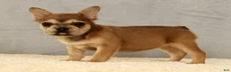 French Bulldog dogs for sale: Jill - Ad 3