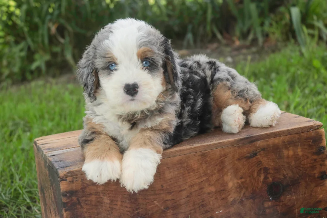 Mini Bernedoodle dogs for sale: Mingo Mini Bernedoodle  - Ad 1