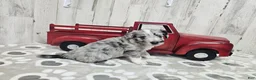 Mini Aussiedoodle dogs for sale: F1 Grape - Ad 6