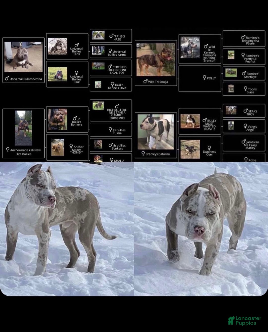 American Bully dogs for sale: American Bully Puppy 1 - Ad 5