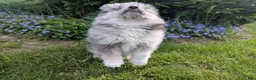 Pomsky dogs for sale: Pomsky Puppy 1 - Ad 5
