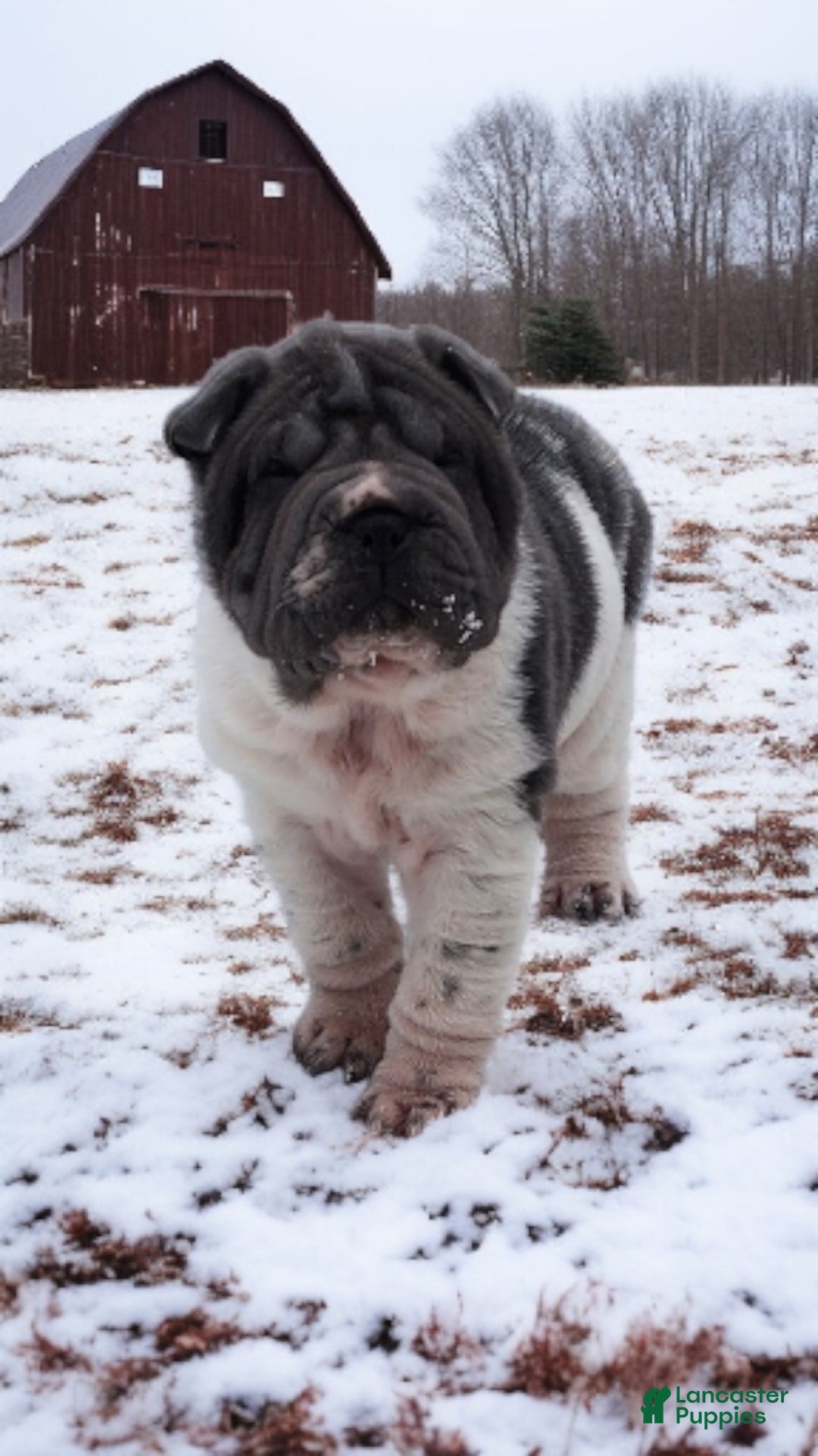 Shar Pei dogs for sale: Bluella blue flower mini - Ad 5