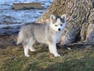 Pomsky dogs Lexi - Ad 30