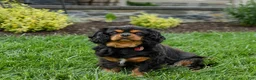 Cavalier King Charles Spaniel dogs for sale: Mocha - Ad 6