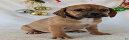 Puggle dogs for sale: Chuck  - Ad 7