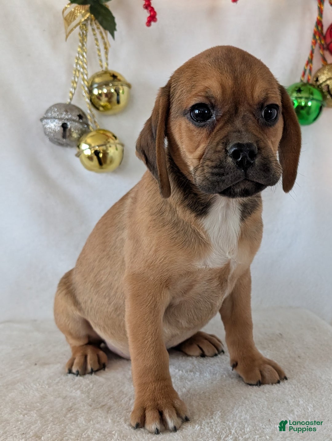 Puggle dogs for sale: Chuck  - Ad 7