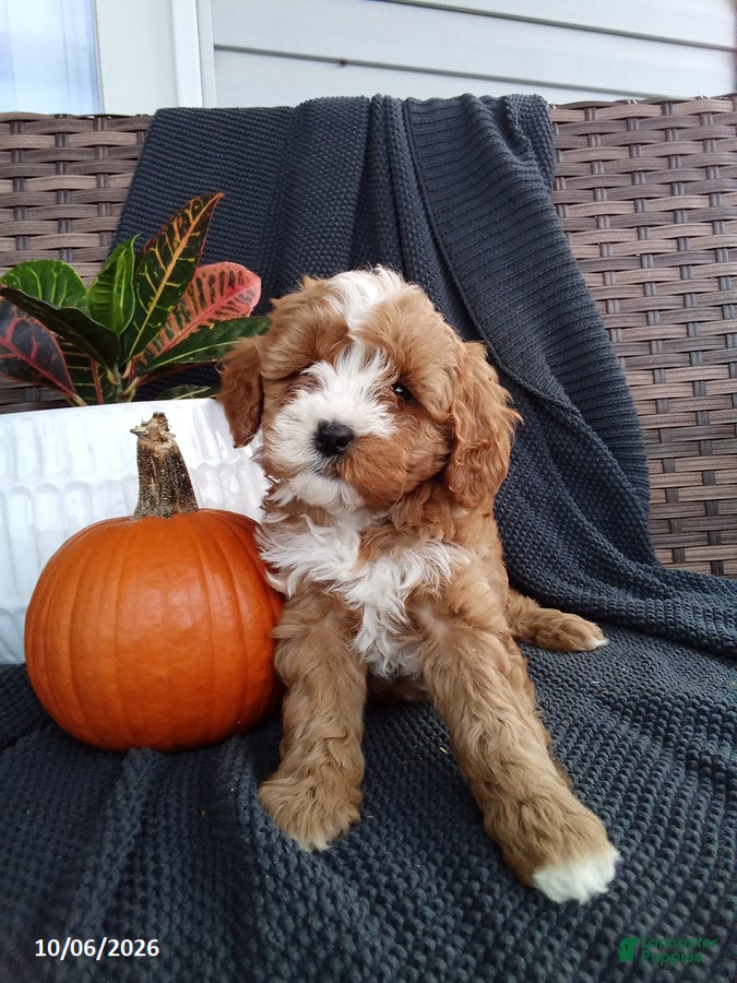 Mixed Breed dogs Ellie - Ad 2