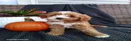 Mixed Breed dogs for sale: Ellie - Ad 2