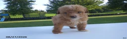 Yorkiepoo dogs for sale: Gene - Ad 12