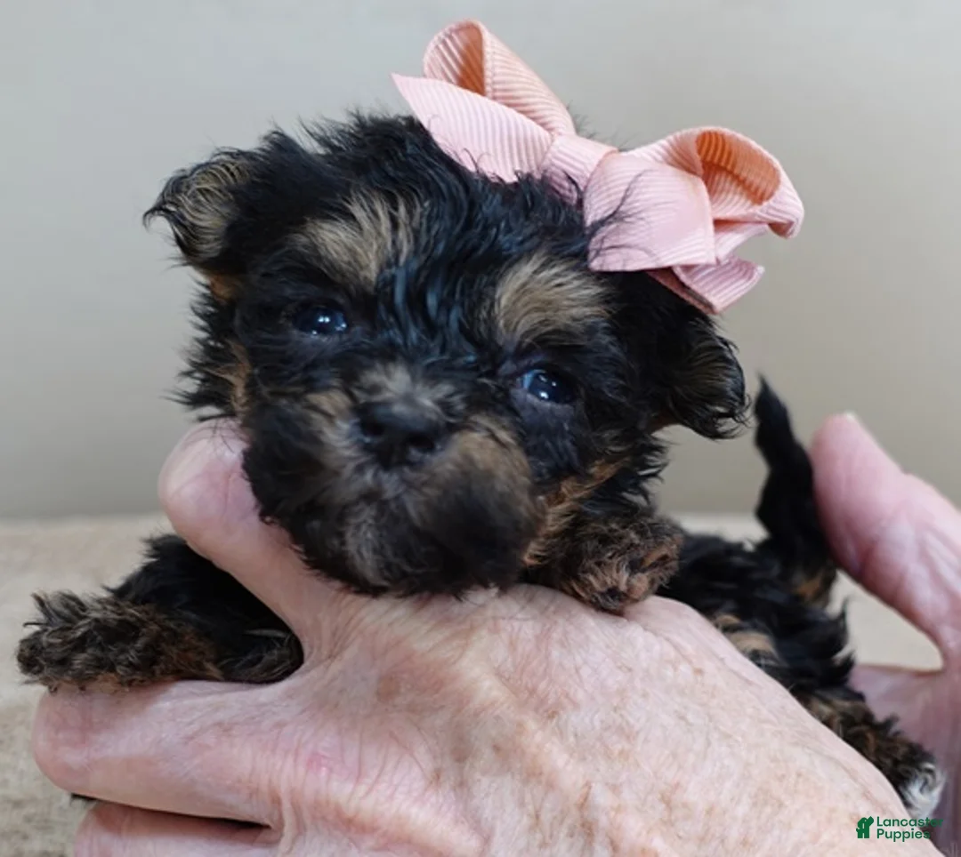 Maltipoo dogs for sale: Aurora - Ad 2