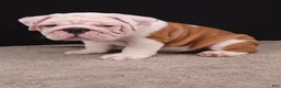 English Bulldog dogs for sale: Hank - Ad 13