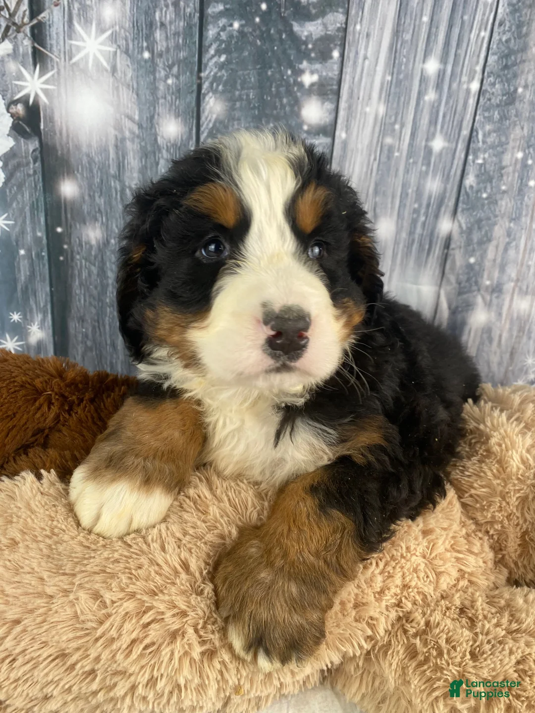 Bernese Mountain Dog dogs for sale: Sonny - Ad 8
