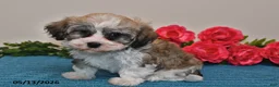 Havanese dogs for sale: Rex - Ad 2
