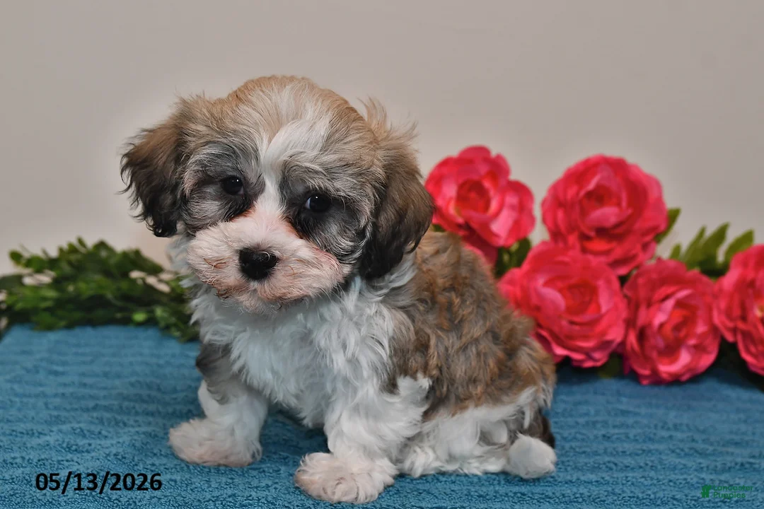 Havanese dogs for sale: Rex - Ad 2
