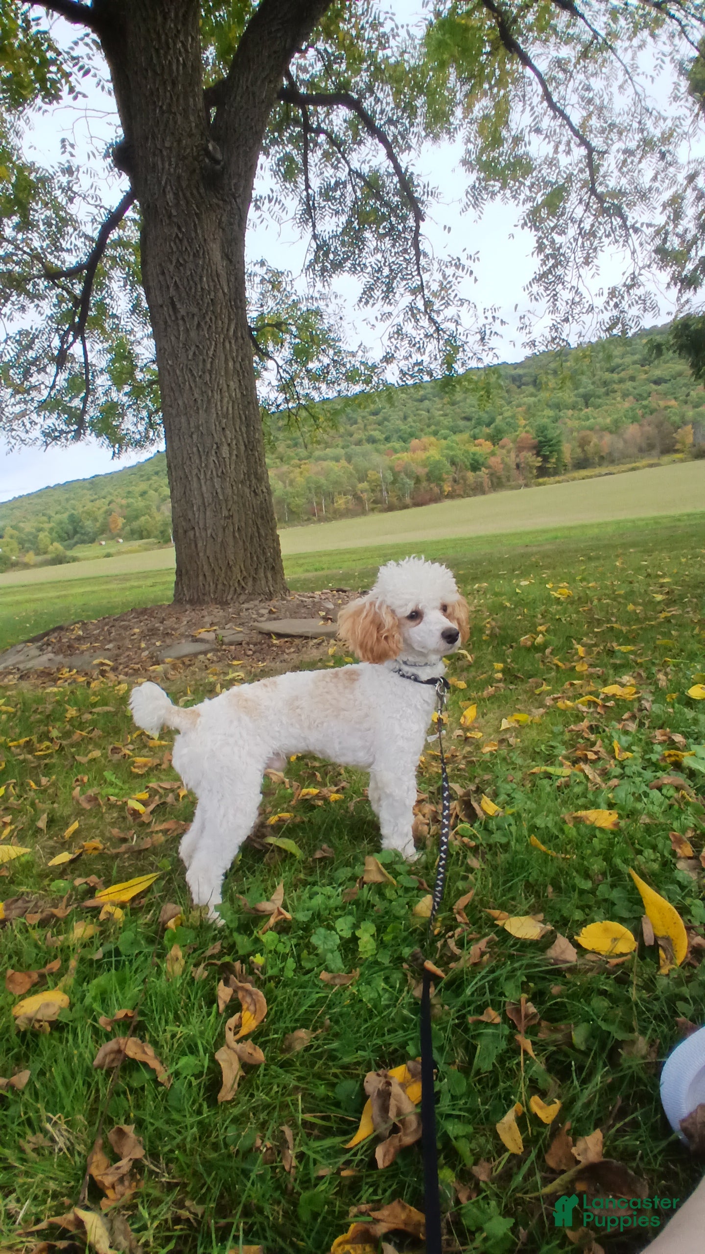 Miniature Poodle dogs Bandit for stud - Ad 1