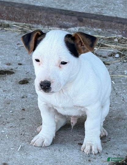 Jack Russell Terrier dogs Johnny - Ad 20
