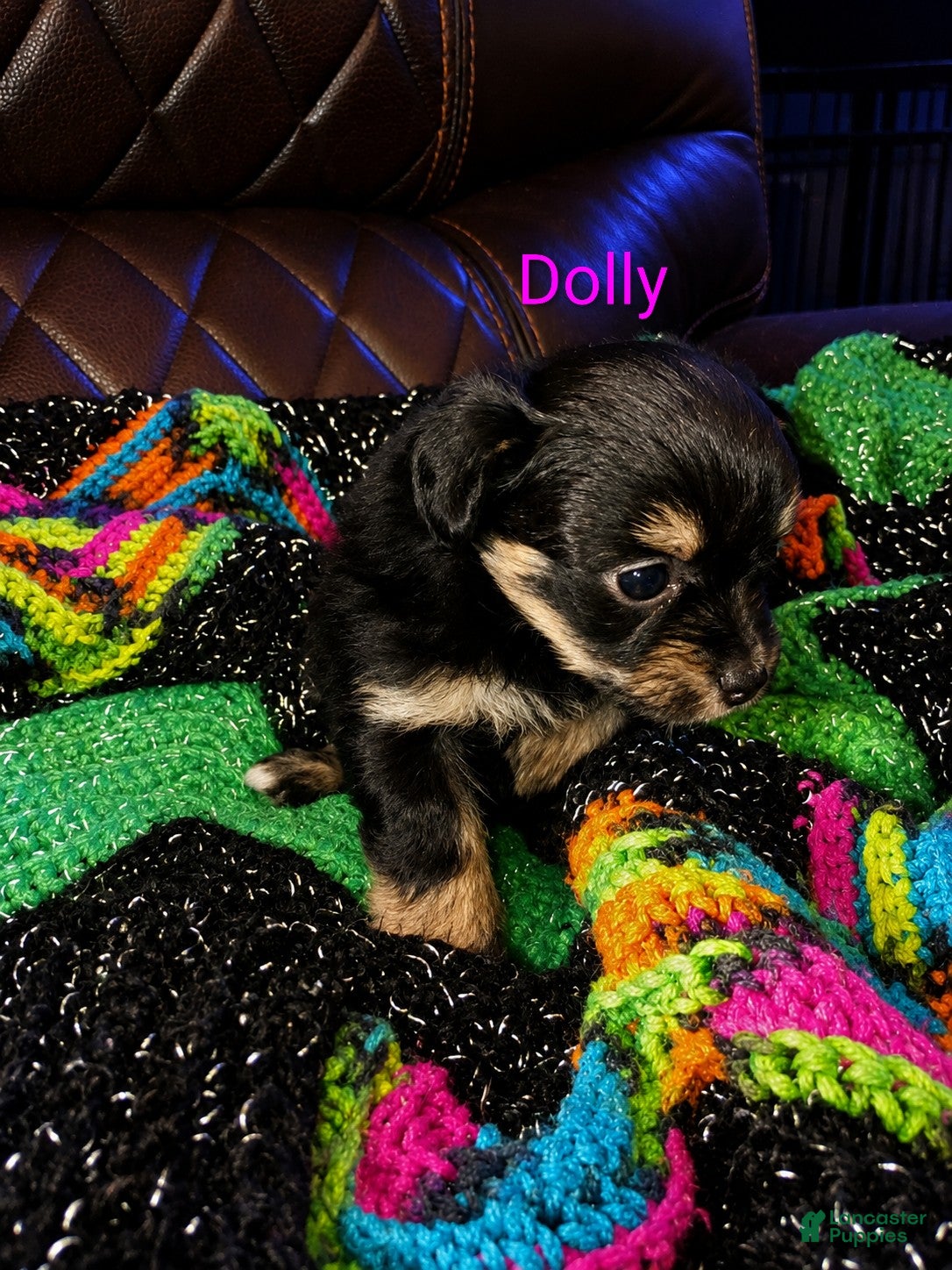 Mixed Breed dogs for sale: Dolly - Ad 1