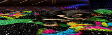 Dolly